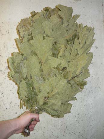 куплю веники дубовые