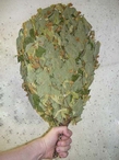 купить веник липовый